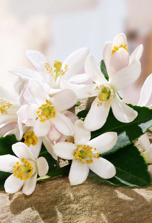 Orange Blossom