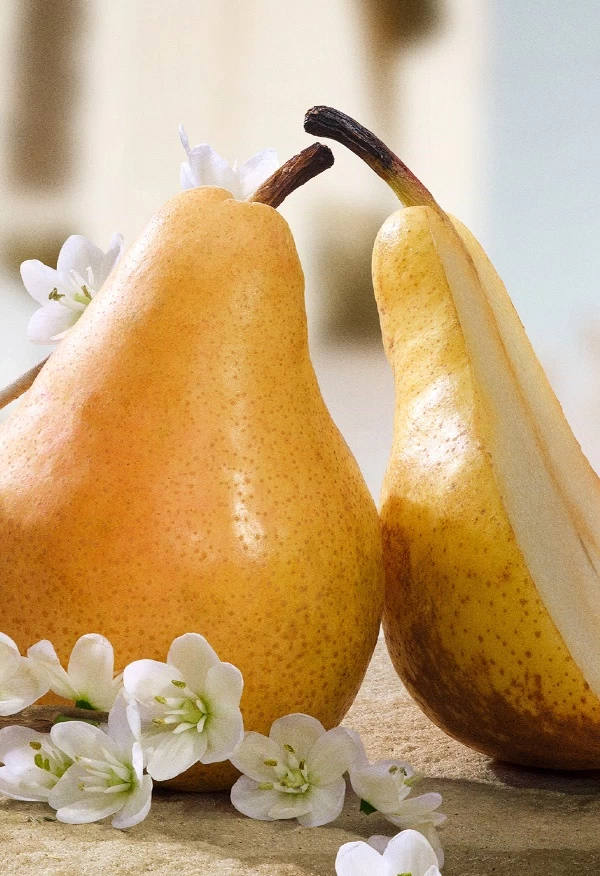 Pear Blossom